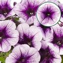 Bild von Petunia P12 Blue vein